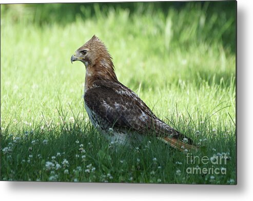 Hawk Metal Print featuring the photograph Hawk on the Ground 1 - Tight Grip on Dinner by Robert Alter Reflections of Infinity