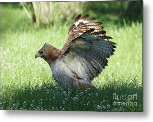 Hawk Metal Print featuring the photograph Hawk on the Ground 3 by Robert Alter Reflections of Infinity