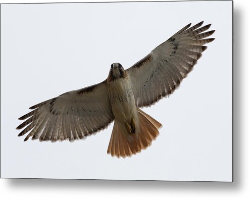 Hawk Bird Birding Birds Overhead Over Head Flying Flyby By Fly Flight Ornithology Clinton Ma Mass Massachusetts New England Newengland Brian Hale Brianhalephoto Wildlife Wild Life Natural Nature Outside Outdoors Metal Print featuring the photograph Hawk Overhead by Brian Hale