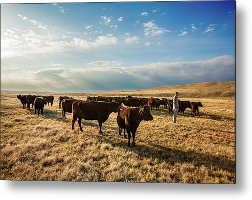 Black Angus Metal Print featuring the photograph Head of the Herd by Todd Klassy