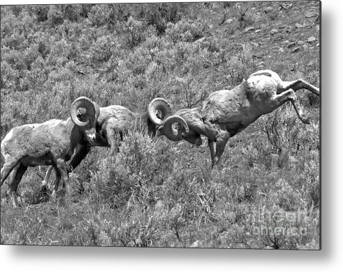 Bighorn Metal Print featuring the photograph Head To Head At Yellowstone 2018 Black And White by Adam Jewell