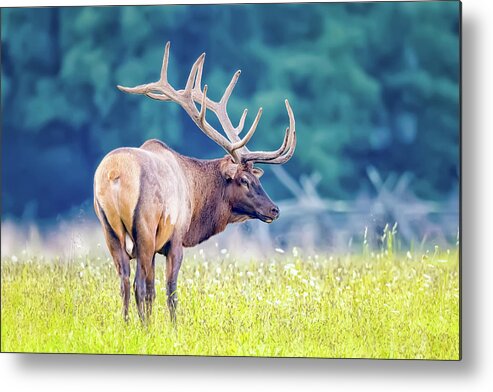 Elk Metal Print featuring the photograph Head Turner by Todd Ryburn