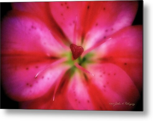 Heart Metal Print featuring the photograph Heart of a Flower by John A Rodriguez