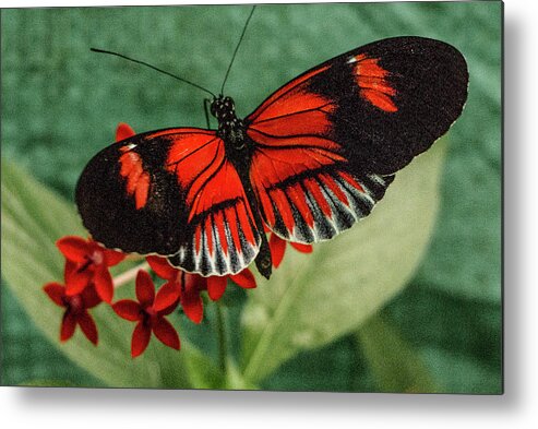 Heliconius Erato Metal Print featuring the photograph Heliconius Erato, Red Postman Butterfly by Venetia Featherstone-Witty