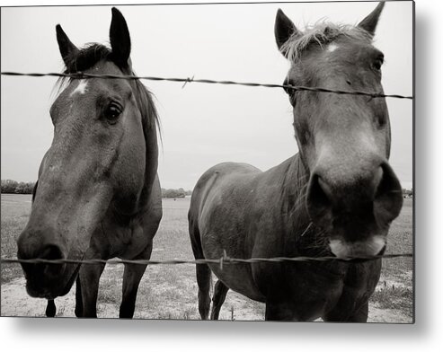 Horses Metal Print featuring the photograph Hello Horses by Toni Hopper