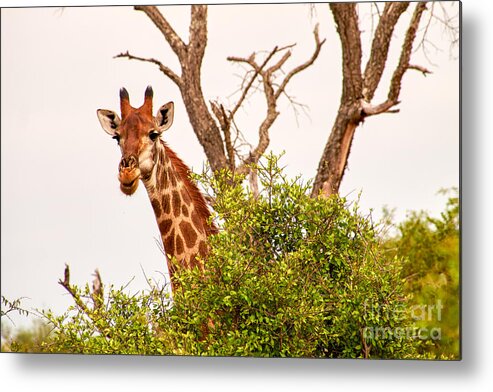Wildlife Metal Print featuring the photograph Hello by Juergen Klust