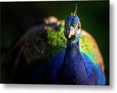 Peacock Metal Print featuring the photograph Hello Peacock by The Flying Photographer