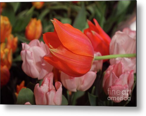 Tulip Metal Print featuring the photograph Hello by Sandy Moulder