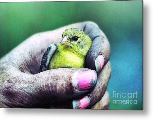 Goldfinch Metal Print featuring the photograph Helping Hand by Tina LeCour