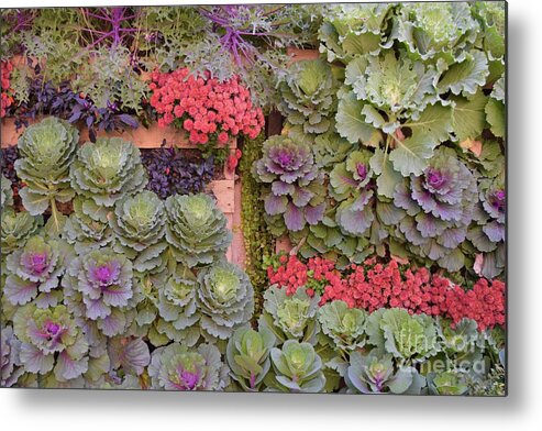 Barrieloustark Metal Print featuring the photograph Hens and Chicks by Barrie Stark