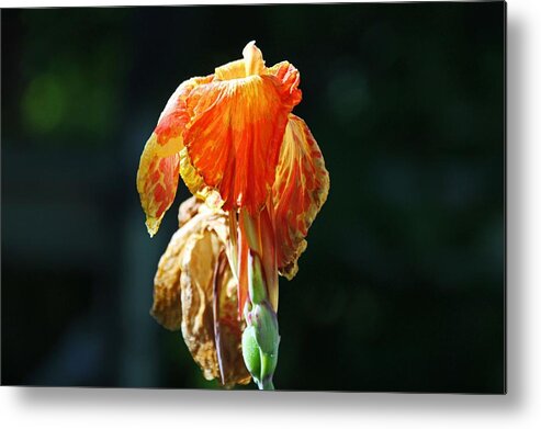 Canna Metal Print featuring the photograph Her Smile Never Dimmed- horizontal by Michiale Schneider