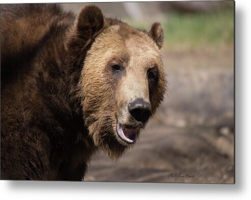 Grizzly Bear Metal Print featuring the photograph Here's Looking at you by ChelleAnne Paradis