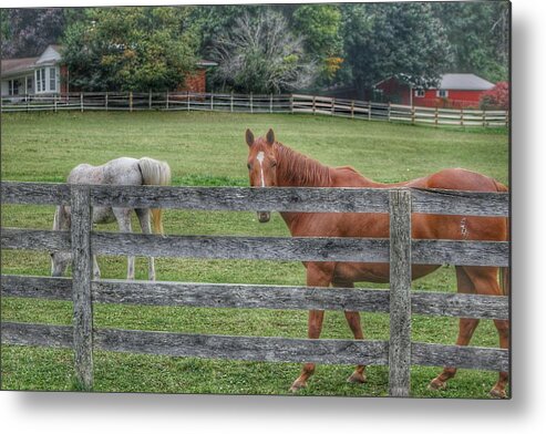 Horses Metal Print featuring the photograph 1007 - Here's Looking at You by Sheryl L Sutter
