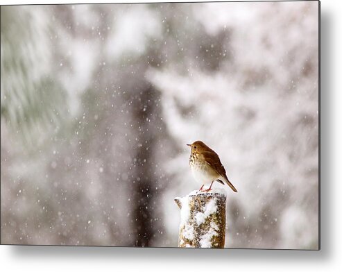 Hermit Thrush Metal Print featuring the photograph Hermit Thrush On Post In Snow by Daniel Reed