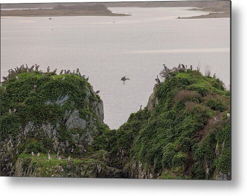 Loree Johnson Photography Metal Print featuring the photograph Heron Party on the Rock by Loree Johnson