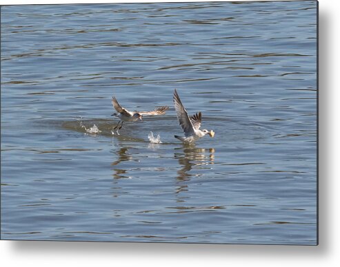 Gull Metal Print featuring the photograph Hey Come Back by Holden The Moment