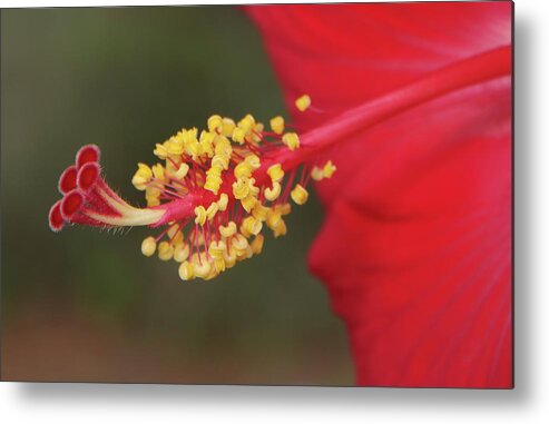 Hibiscus Metal Print featuring the photograph Hibiscus Bloom by Richard Rizzo