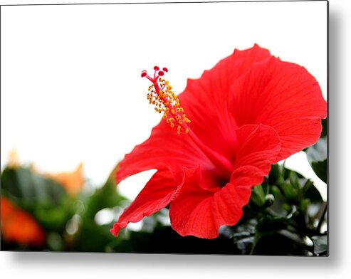Hibiscus Metal Print featuring the photograph Hibiscus rosa-sinensis by Silpa Saseendran