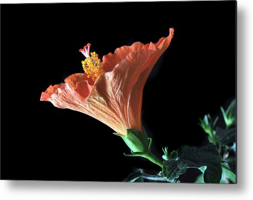 Hibiscus Metal Print featuring the photograph Hibiscus Vein by Terence Davis