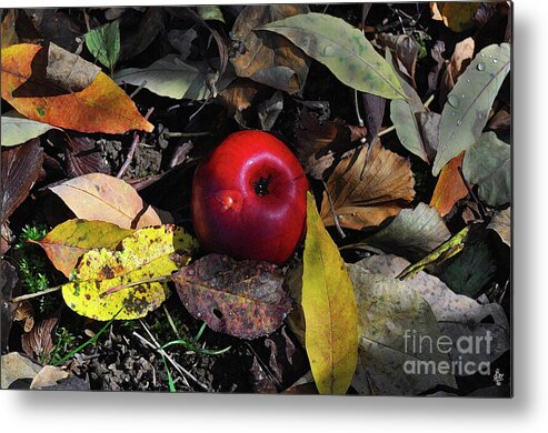 Diane Berry Metal Print featuring the photograph Hidden Temptation by Diane E Berry
