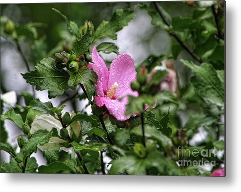 Hybiscus Metal Print featuring the photograph Hide and Seek by Joan Bertucci