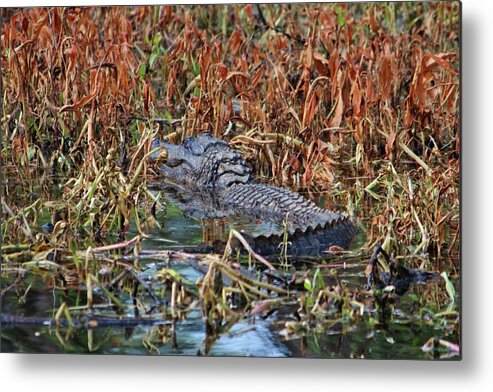 American Alligator Metal Print featuring the photograph Hiding Spot For Alligator by Cynthia Guinn
