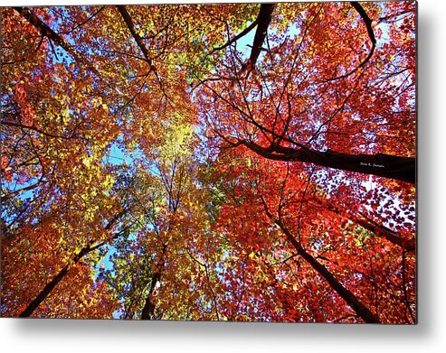 Blue Ridge Mountains Metal Print featuring the photograph High Color by Dale R Carlson