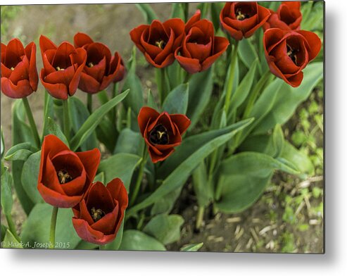 Tulips Metal Print featuring the photograph High Definition Tulips by Mark Joseph