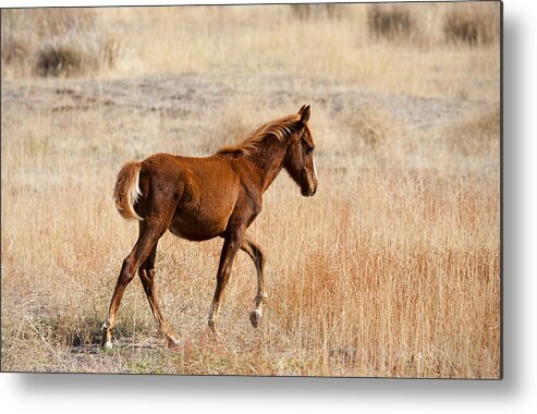Mustang Metal Print featuring the photograph High Stepping by Michael Dawson