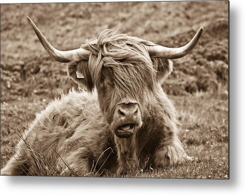 Sepia Metal Print featuring the photograph Highland Cow by Justin Albrecht