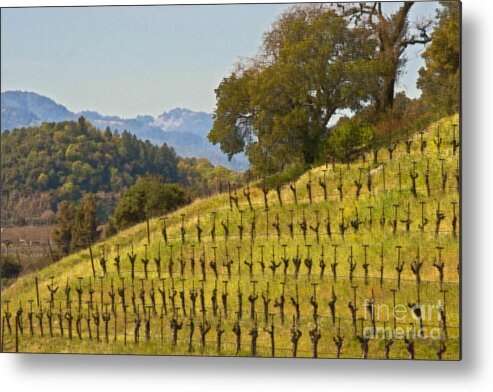 Napa Metal Print featuring the photograph Hillside Vines #2 by Mark Ali