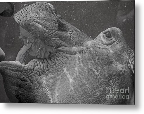 Hippo Metal Print featuring the photograph Hippo in Water by David Frederick