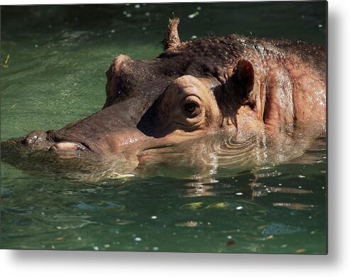 Hippopotamus Metal Print featuring the photograph Hippopotamus in Water by JT Lewis