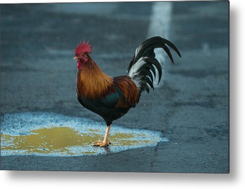 Red Rooster Metal Print featuring the photograph His Highness by E Faithe Lester