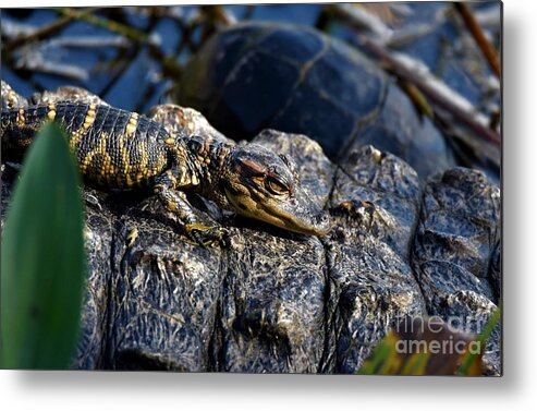 Hatchling Metal Print featuring the photograph Hitching A Ride by Julie Adair