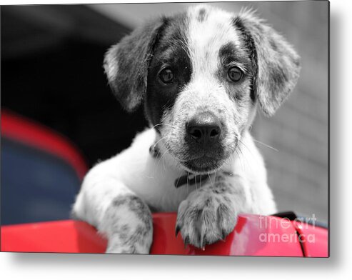Dogs Metal Print featuring the photograph Hmmm by Amanda Barcon