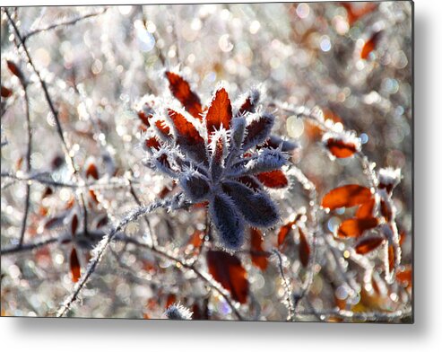 Frost Metal Print featuring the photograph Hoar Frost - Nature's Christmas Lights by Peggy Collins