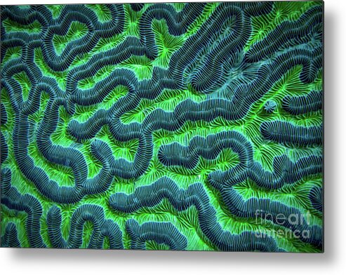 Green Brain Coral Metal Print featuring the photograph Honduran Brain Coral by Doug Sturgess