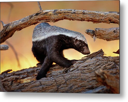 Honey Badger Metal Print featuring the photograph Honey Badger by Johan Swanepoel