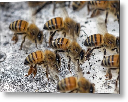 Apis Metal Print featuring the photograph Honey Bees fanning after storm by Shawn Jeffries