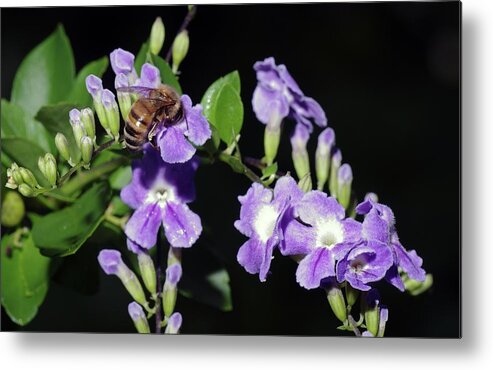 Bees Metal Print featuring the photograph Honeybee on Golden Dewdrop II by Richard Rizzo