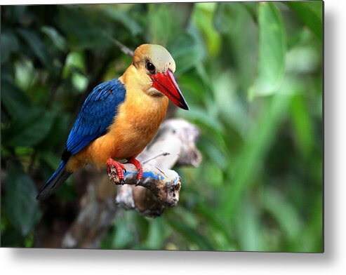  Metal Print featuring the photograph Stork-billed Kingfisher by Darcy Dietrich