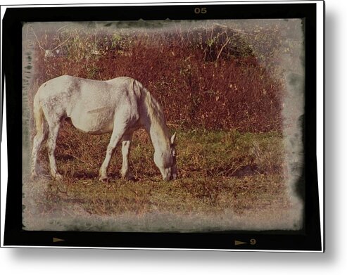 Wildlife Metal Print featuring the photograph Horse Grazing by John Benedict
