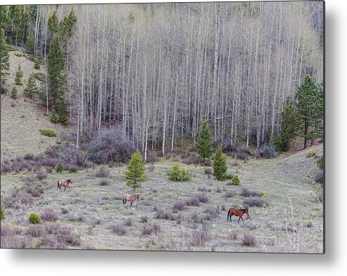 Horses Metal Print featuring the photograph Horse Harmony by James BO Insogna