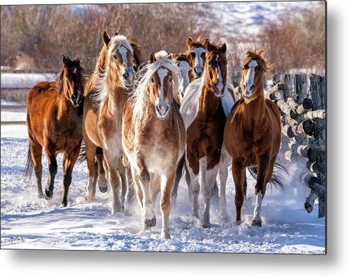 Horses Metal Print featuring the photograph Horse Herd in Snow by David Soldano