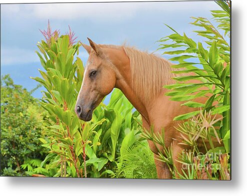 Horse Metal Print featuring the photograph Horse in the Rainforest II by Tammie Miller