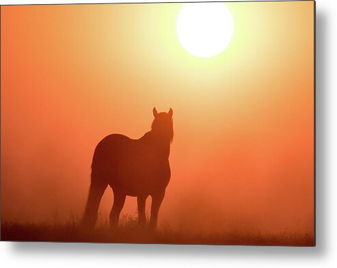 Silhouette Metal Print featuring the photograph Horse Silhouette by Wesley Aston