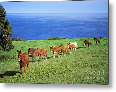 Afternoon Metal Print featuring the photograph Horses by Bob Abraham - Printscapes