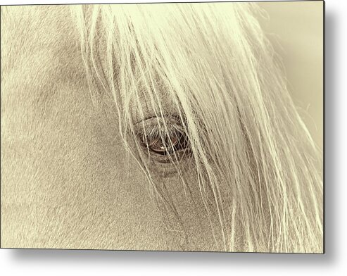 Horse Metal Print featuring the photograph Horse's Eye Portrait Beige by Jennie Marie Schell