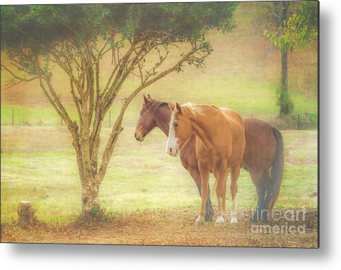 Horse Metal Print featuring the photograph Horses in the Meadow by Eleanor Abramson